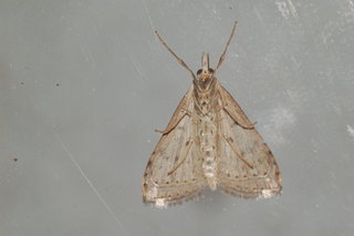 Udea rubigalis, Celery Leaftier Moth, maybe