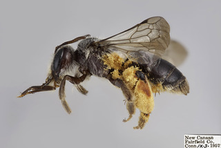 Andrena aliciae FEM comp