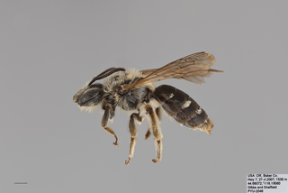 Andrena angustitarsata FEM mm .x f