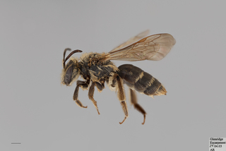 Andrena arabis FEM mm .x f