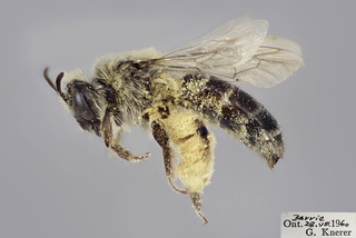 Andrena asteris FEM CFP comp