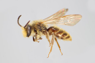 Andrena astragali MALE CFP