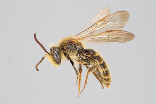 Andrena auricoma MALE CFP