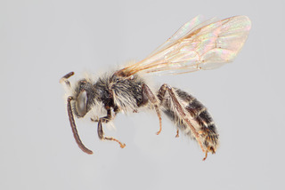 Andrena barbilabris MALE CFP