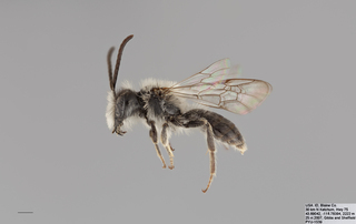 Andrena birtwelli MALE mm .x f
