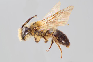 Andrena buckelli MALE CFP