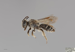 Andrena candida FEM mm .x f