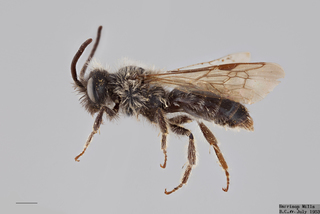 Andrena candida MALE mm x ZS PMax