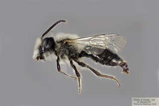 Andrena carlini MALE CFP comp