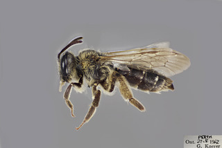 Andrena ceanothi FEM CFP comp