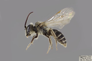 Andrena ceanothi MALE CFP comp