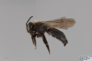 Andrena cleodora FEM mm .x f