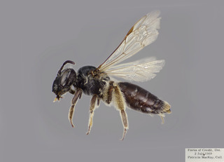 Andrena cressonii FEM CFP