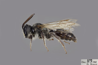 Andrena cressonii MALE CFP