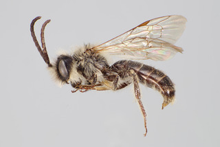 Andrena cristata male CFP
