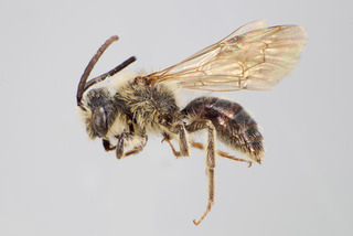 Andrena cupreotincta MALE CFP