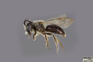 Andrena dunningi MALE CFP comp