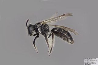 Andrena erigeniae FEm CFP comp