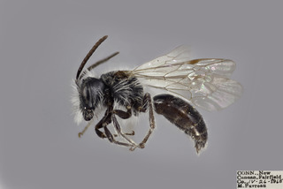 Andrena erigeniae MALE CFP comp