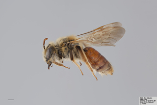Andrena erythrogaster FEM mm .x f
