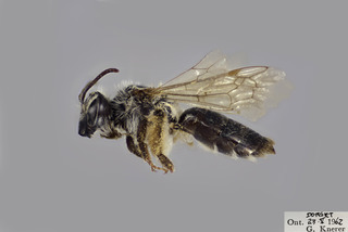 Andrena erythronii FEM CFP comp