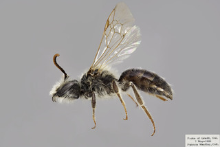 Andrena erythronii MALE comp