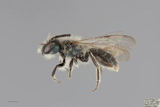 Andrena evoluta MALE mm .x f