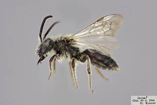 Andrena forbesii MALE CFP comp