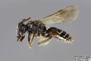 Andrena fragilis FEM CFP comp
