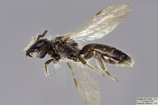 Andrena fragilis MALE CFP comp