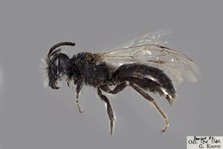 Andrena frigida MALE CFP comp