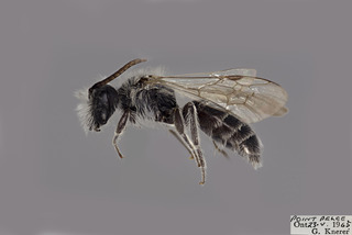Andrena geranii MALE CFP comp