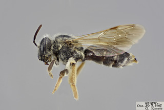 Andrena hippotes FEM CFP comp