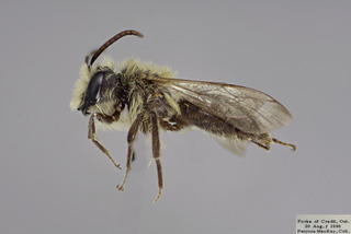 Andrena hirticincta MALE CFPcomp