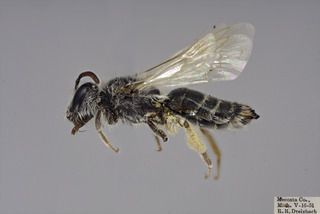Andrena illinoiensis FEM CFP comp