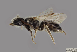Andrena kalmiae MALE CFP comp