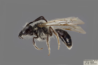 Andrena mandibularis MALE CFP comp