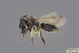 Andrena mariae FEM CFP comp