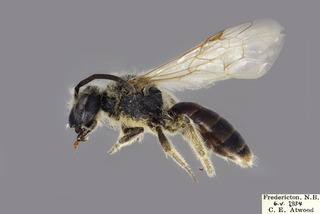 Andrena mariae MALE CFP comp