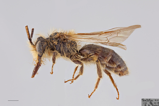 Andrena nevadensis MALE mm x ZS PMax