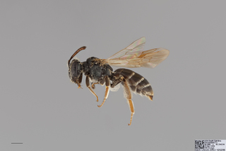 Andrena nigrae FEM mm .x f