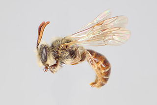 Andrena nigrae MALE CFP