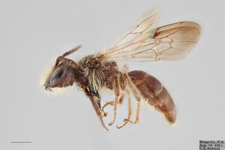 Andrena nubecula MALE mm .x ZS PMax