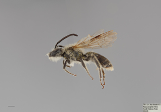 Andrena pallidifovea MALE mm .x f