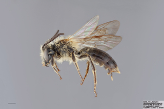 Andrena peckhami MALE mm x f