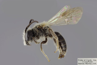 Andrena persimulata MALE CFP