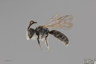 Andrena piperi MALE mm x f