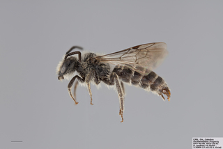 Andrena placata MALE mm x f