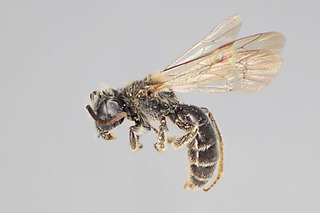 Andrena platyparia MALE CFP-