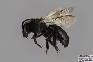 Andrena porterae FEM